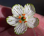 Largeleaf grass of Parnassus